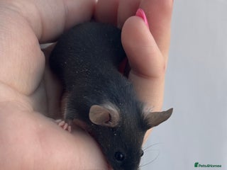 Mouse rodents Chocolate Litter of Females - Advert 8