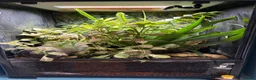 Frog reptiles for sale: Blue dart frogs - Advert 4