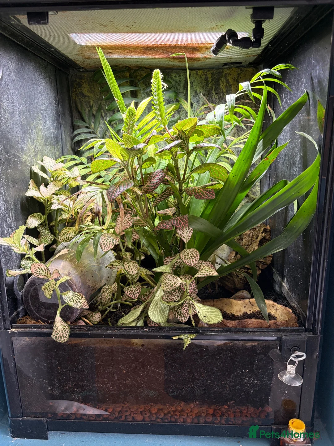 Frog reptiles for sale: Blue dart frogs - Advert 4