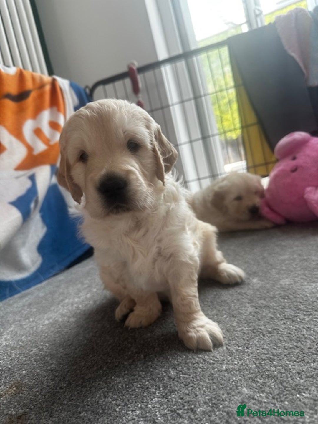 Golden Retriever dogs for sale: Golden Retriever Puppies - Collection 19 September - Image 8