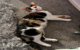 Mixed Breed cats for sale: 2 year old calico female  - Image 9