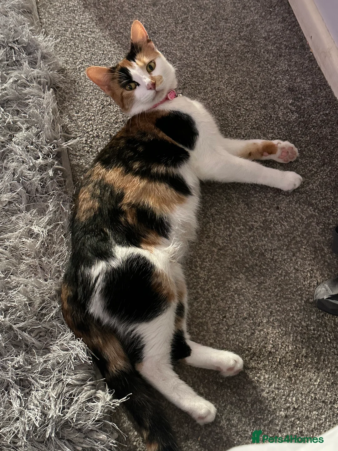 Mixed Breed cats for sale: 2 year old calico female  - Advert 9