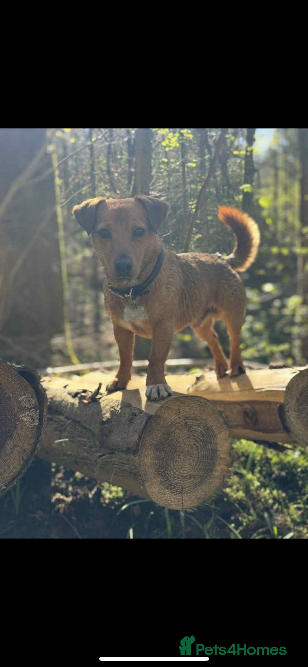 Jack Russell dogs for stud: Mouse - Handsome friendly chap  - Image 3