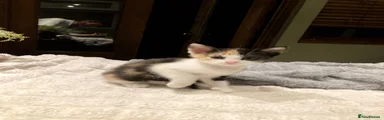 Kitten 1