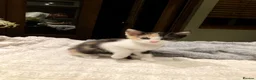 Mixed Breed cats for sale: New batch of Cuties in Basingstoke - Advert 9