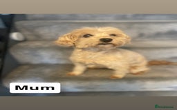 Toy Poodle dogs for sale: Toy poodle girls - Image 10