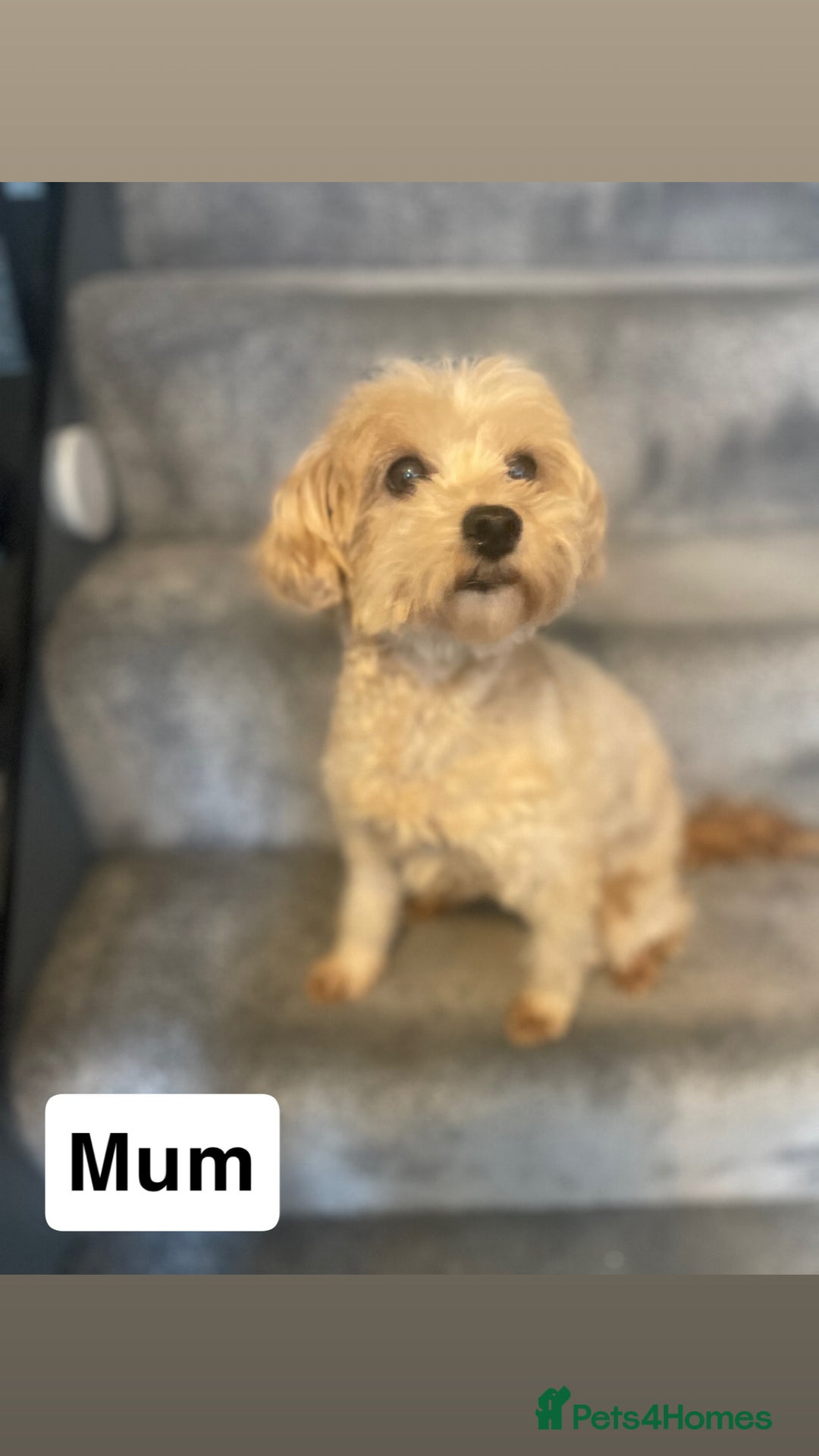 Toy Poodle dogs for sale: Toy poodle girls - Image 10