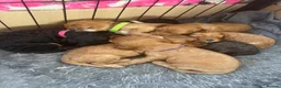 Cockapoo dogs for sale: 8 Beautiful F2 Cockapoos  - Advert 4