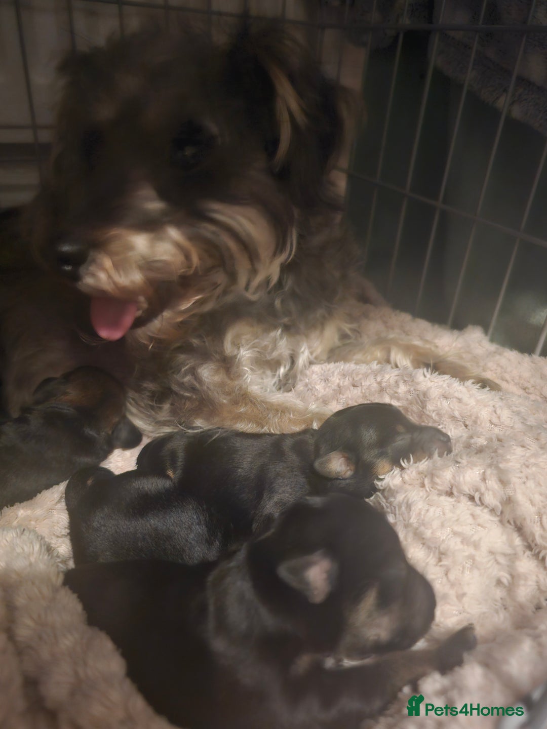 Schnoodle dogs for sale: Miniture Schnoodle pups - Advert 3