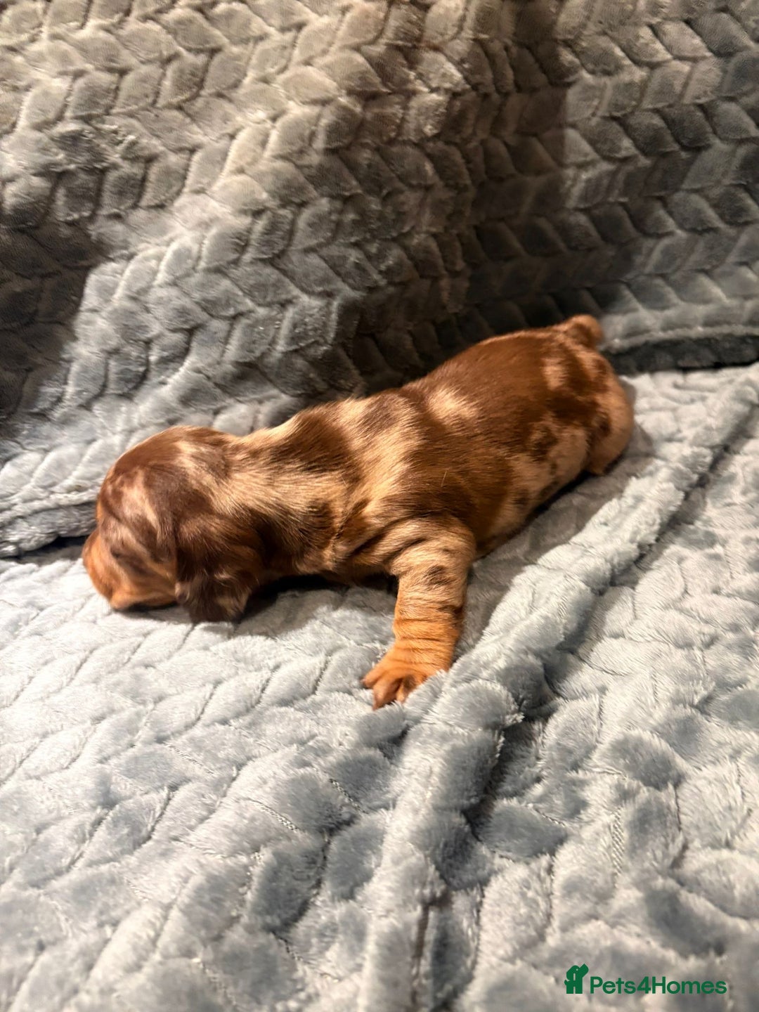 Miniature Dachshund dogs for sale: ✨ Miniature Dachshund Puppies ✨ - Advert 11