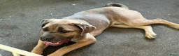 Cane Corso dogs for sale: Male Cane Corso Pup - Advert 3