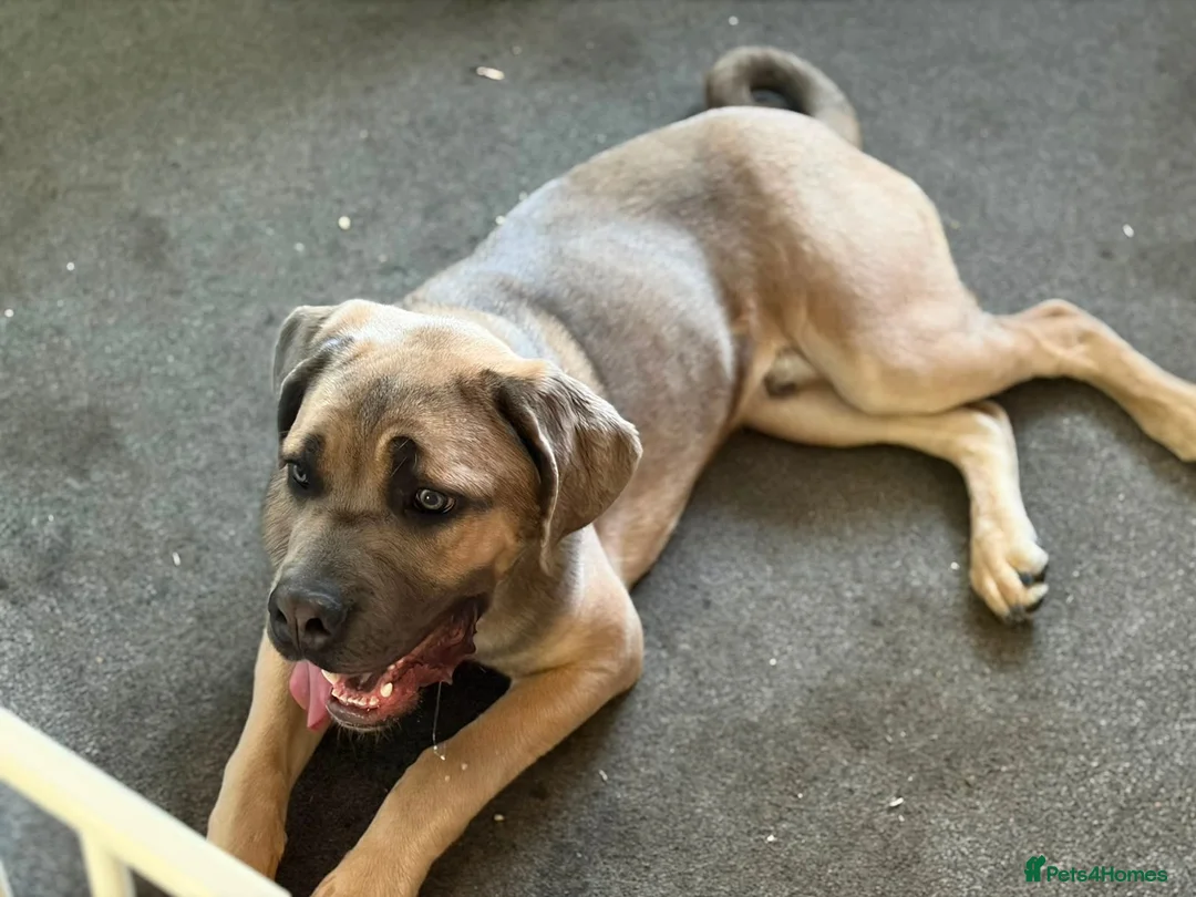 Cane Corso dogs for sale: Male Cane Corso Pup - Advert 3