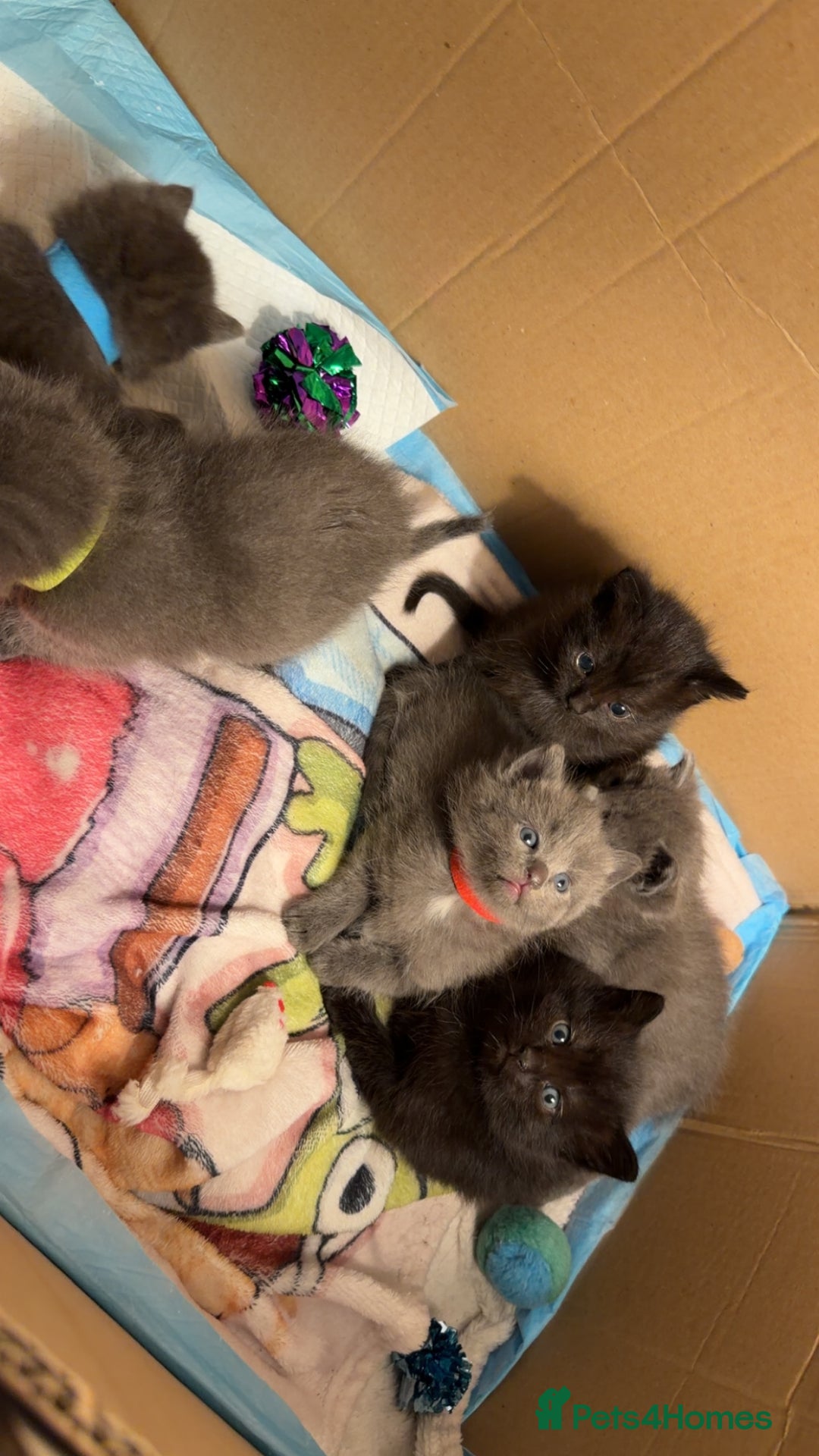 Ragdoll cats for sale: 6 Beautiful Ragdoll cross Domestic shorthair - Advert 20