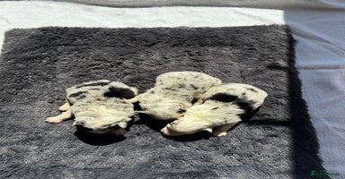 Australian Shepherd dogs - Advert 4