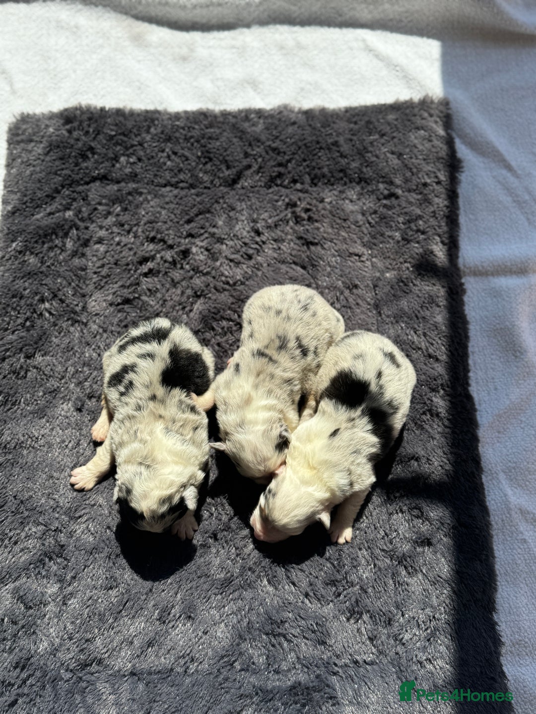 Australian Shepherd dogs for sale: KC registered Australian Shepard puppies - Image 4