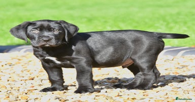 Boerboel dogs - Advert 8