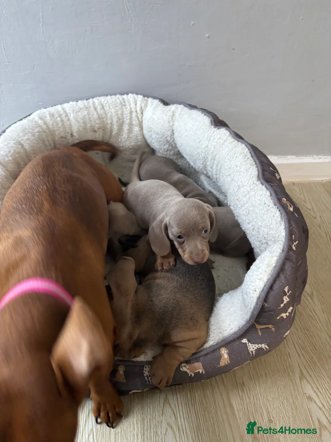 Dachshund dogs for sale: 4 beautiful Isabella and tan puppy’s  - Advert 21