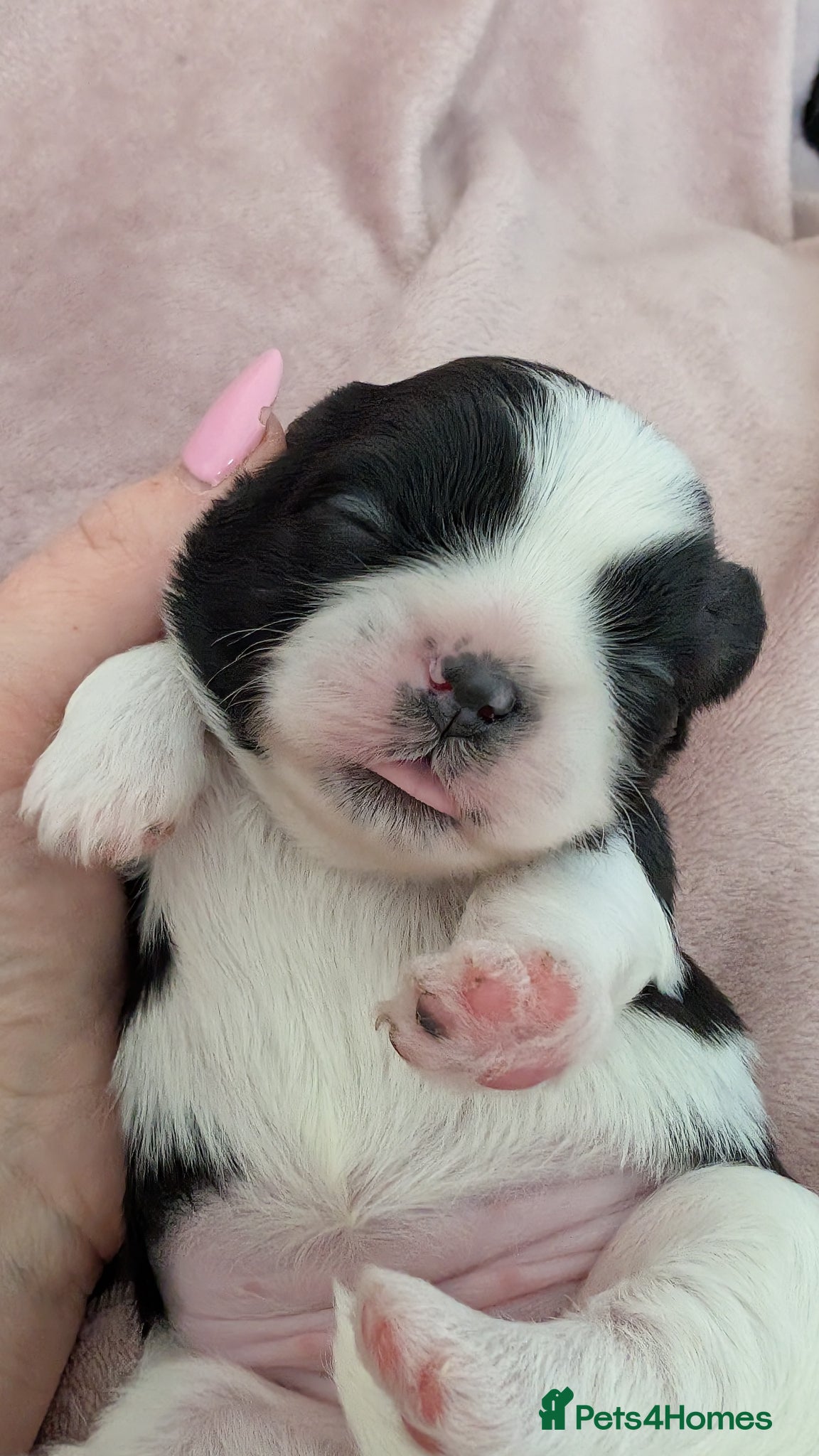 Shih Tzu dogs KC registered Shih Tzu puppies  - Advert 2