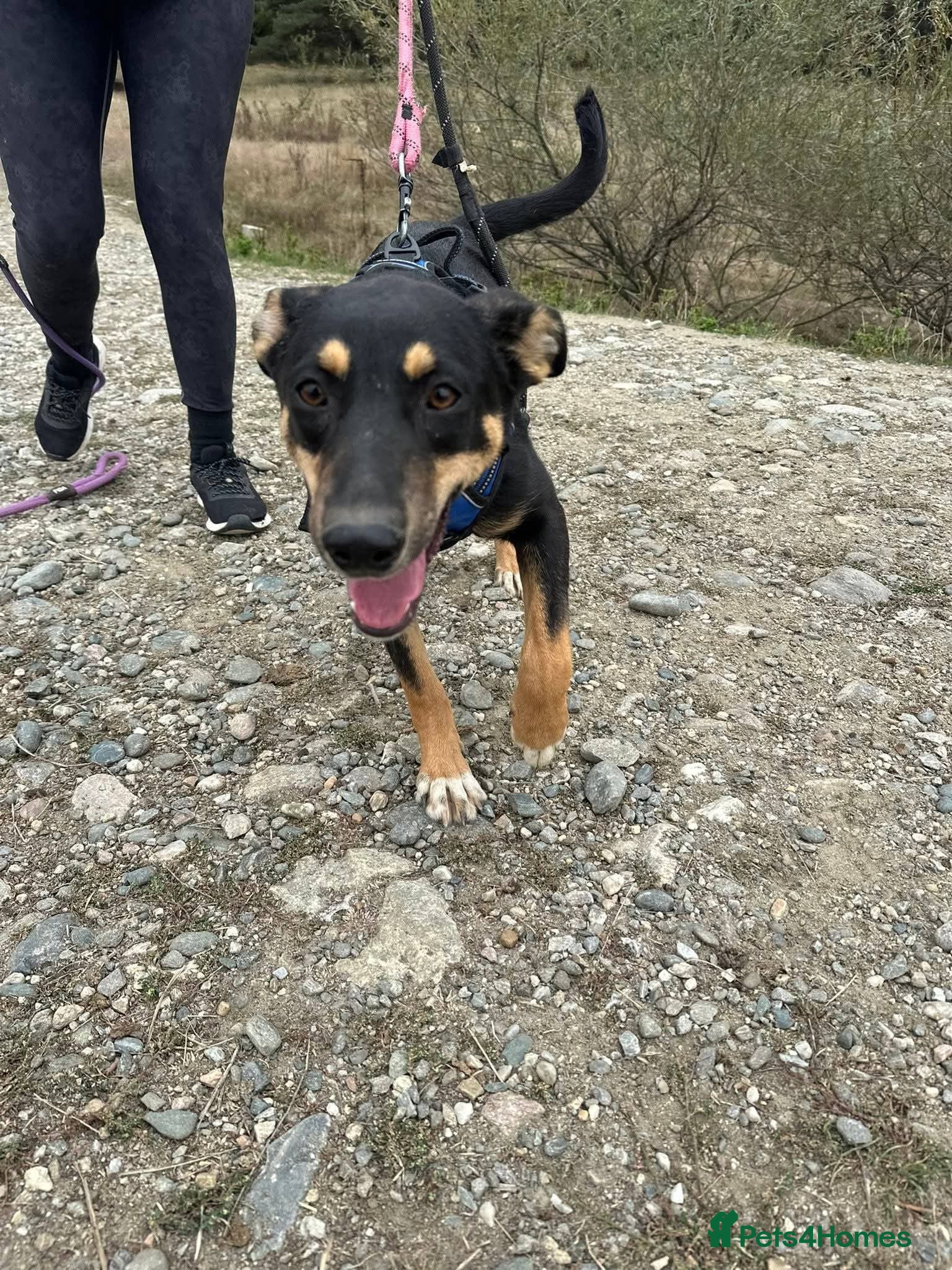 Meet Puffin currently residing in Essex — Mixed Breed