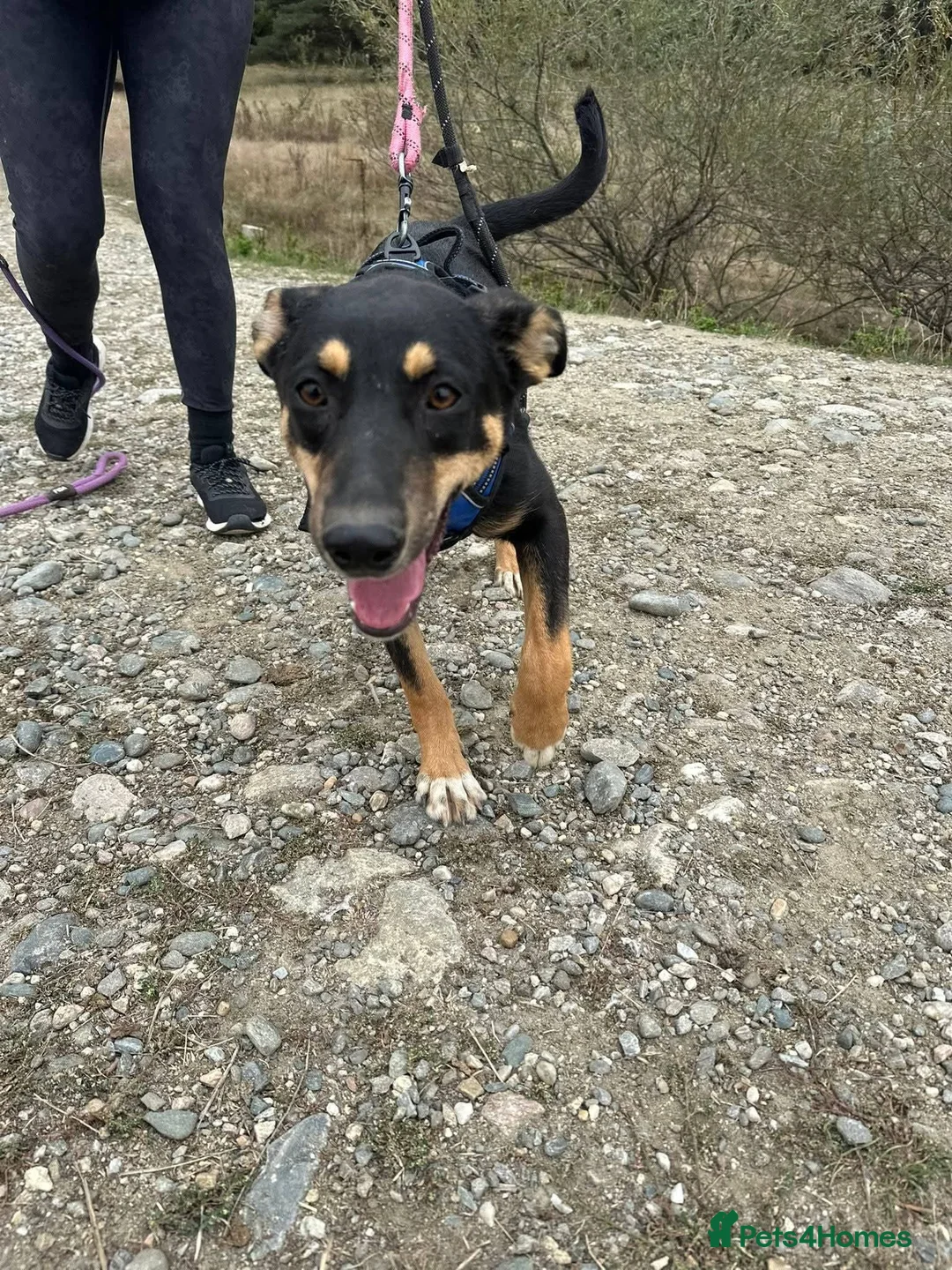 Mixed Breed dogs for adoption: Meet Puffin currently residing in Essex - Advert 11