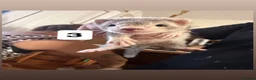 Ferret rodents for sale: ferret kits for sale  in Hereford - Advert 6
