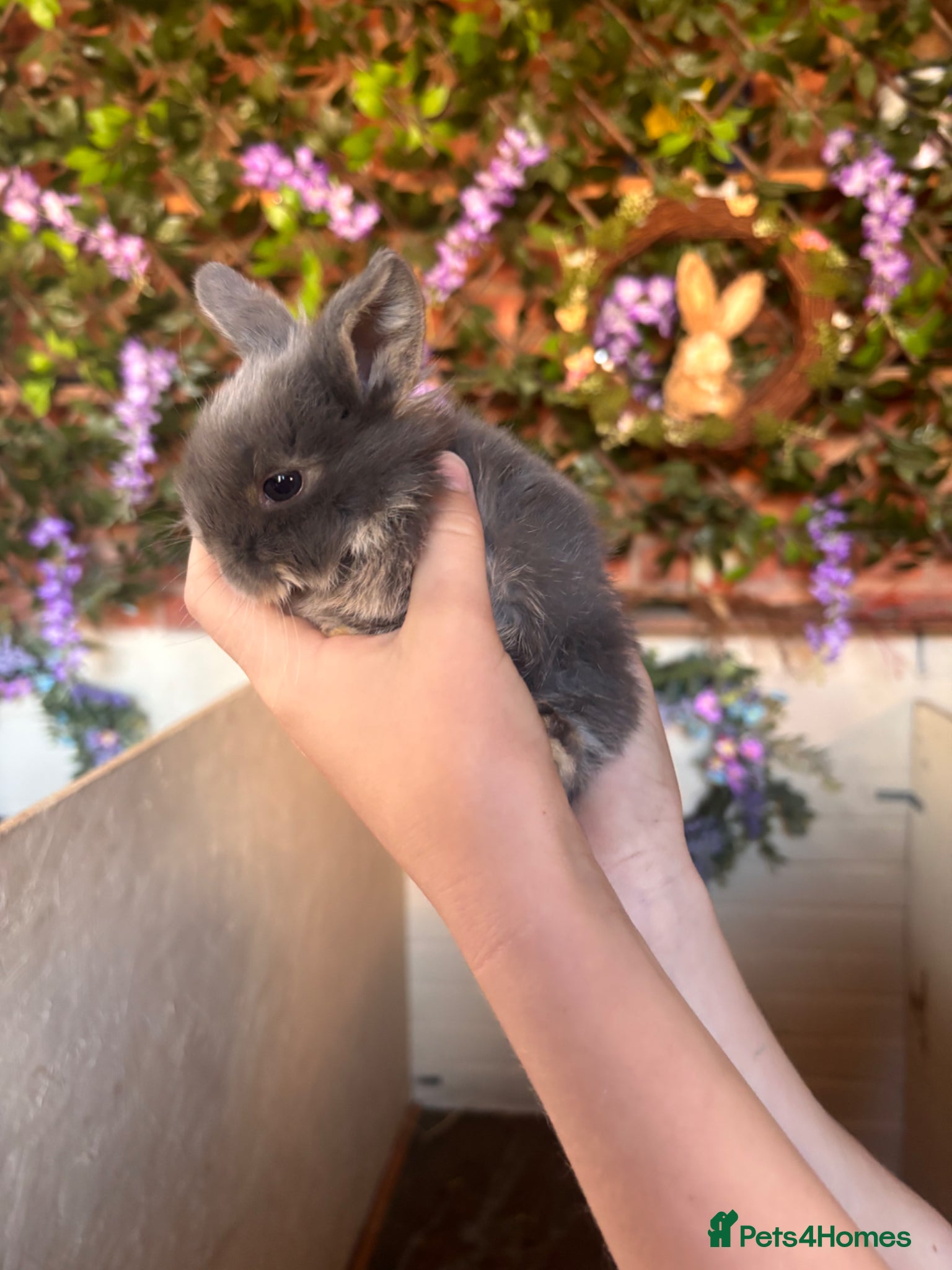 Mini Lion Lop rabbits Mini lop  - Advert 12