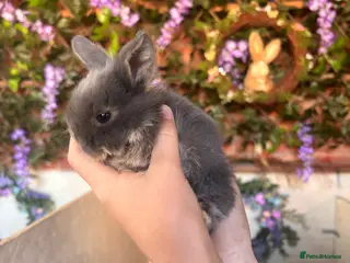 Mini Lion Lop rabbits Mini lop - Advert 12