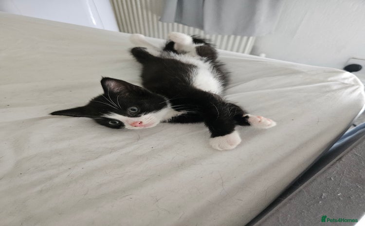 Domestic Shorthair cats - Advert 17
