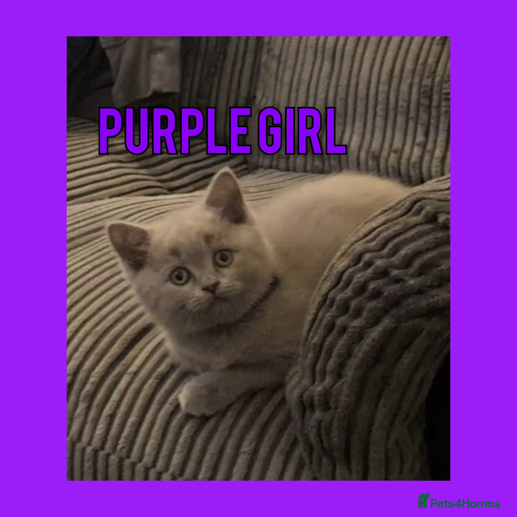 British Shorthair cats Stunning Lilac British Shorthair Kittens For Sale - Advert 2