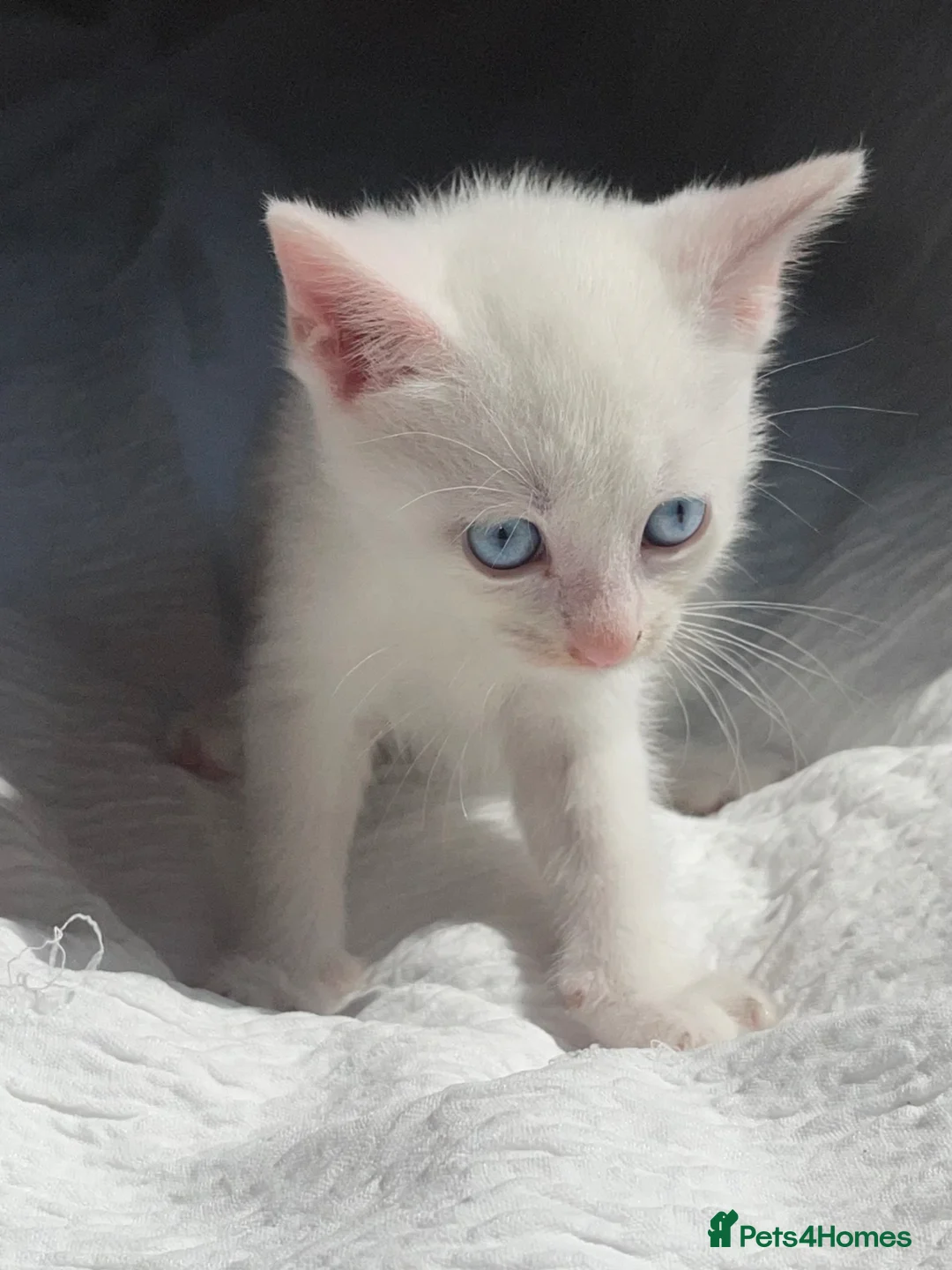 Turkish Angora cats for sale: Half Turkish Angora kittens - Advert 2