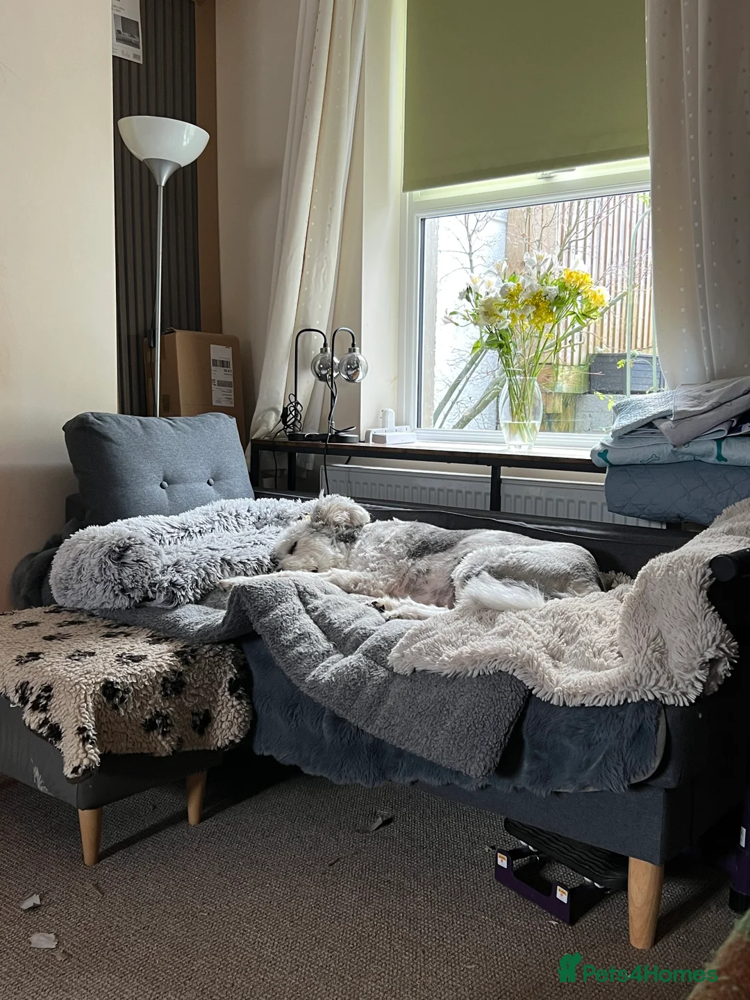 Mixed Breed dogs for adoption: Brian is looking for a home -Mioritic Shepherd  - Advert 26