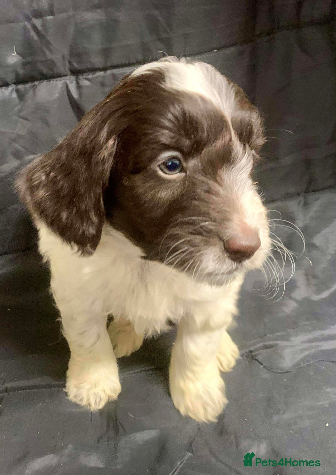 Cockapoo dogs for sale: F1 Cockapoo puppies ready now  - Advert 9