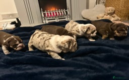 English Bulldog dogs for sale: 💖 5 Adorable English bulldog puppies 💖 - Image 9