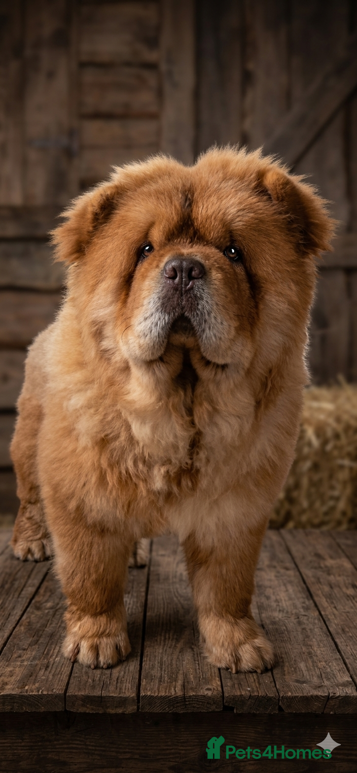 Chow Chow dogs Chow chow for stud - Advert 3