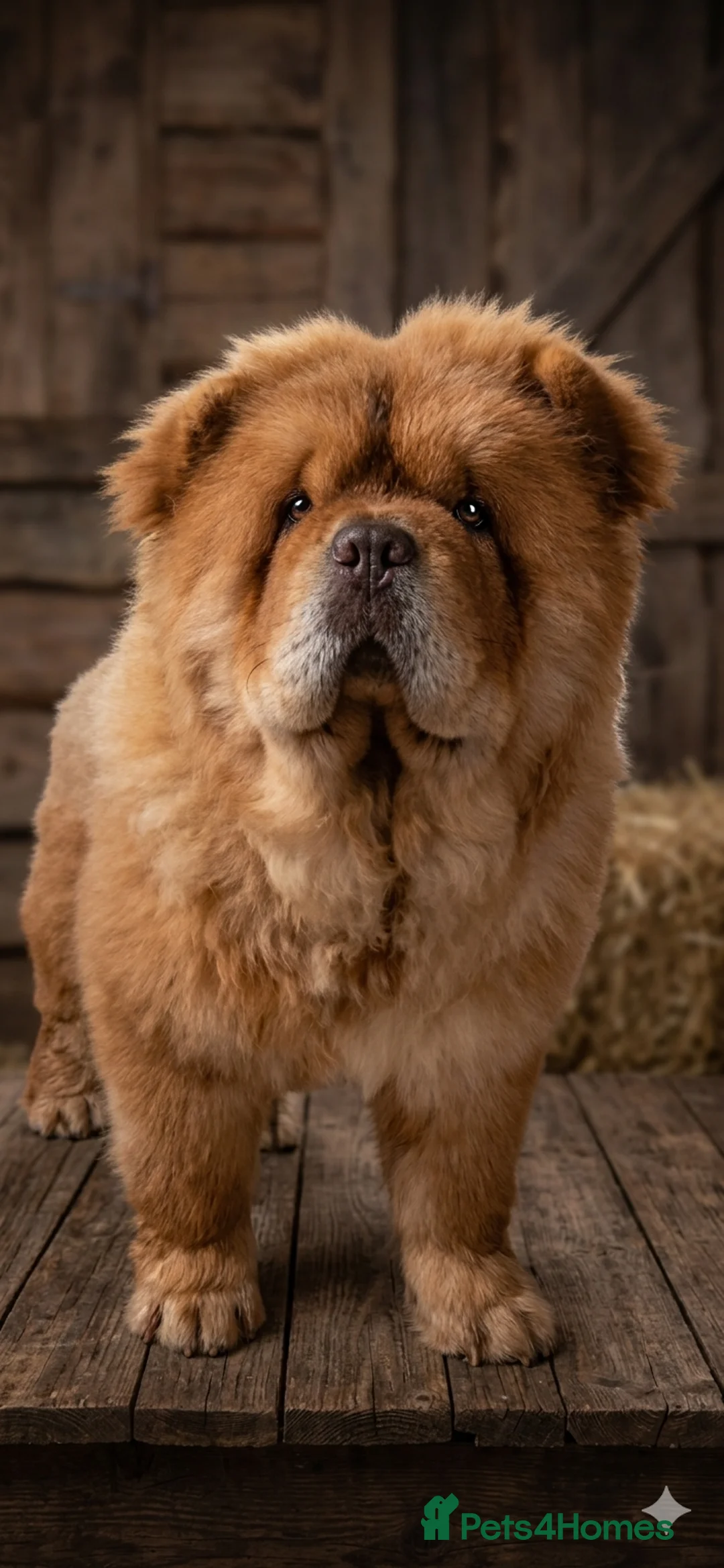 Chow Chow dogs for stud: Chow chow for stud - Advert 1