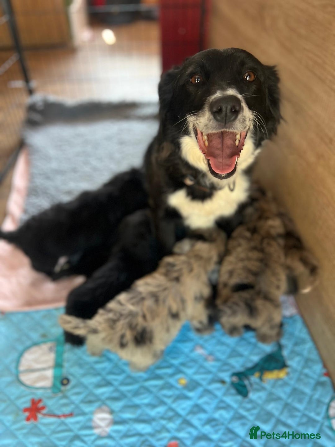 Bordoodle dogs for sale: Bordoodles Raised Right ✨ - Image 2