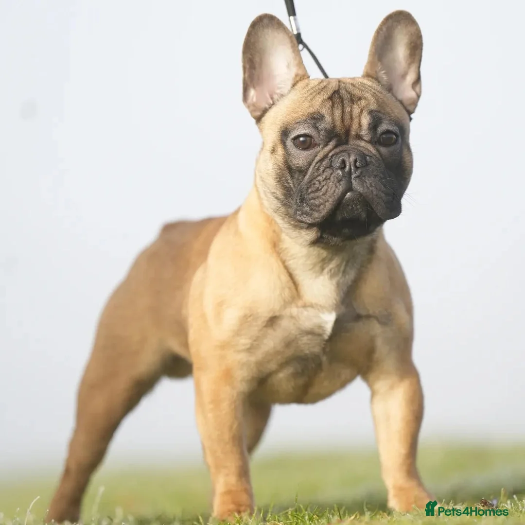 French Bulldog dogs for stud: 💥3x Ch Rocky of Empire OB UK💥FBCE Silver Tested in Doncaster - Advert 36