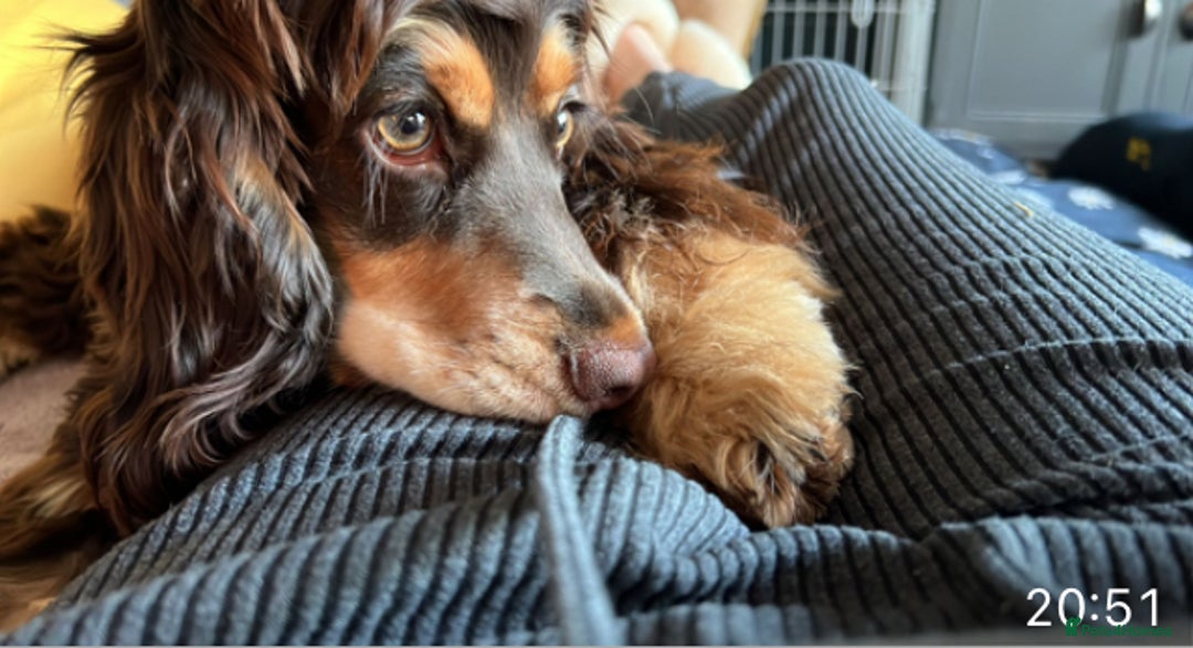 Cocker Spaniel dogs for sale: Kc Reg Pure bred show (Health Tested) - Image 11