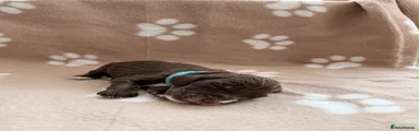 Cocker Spaniel 4