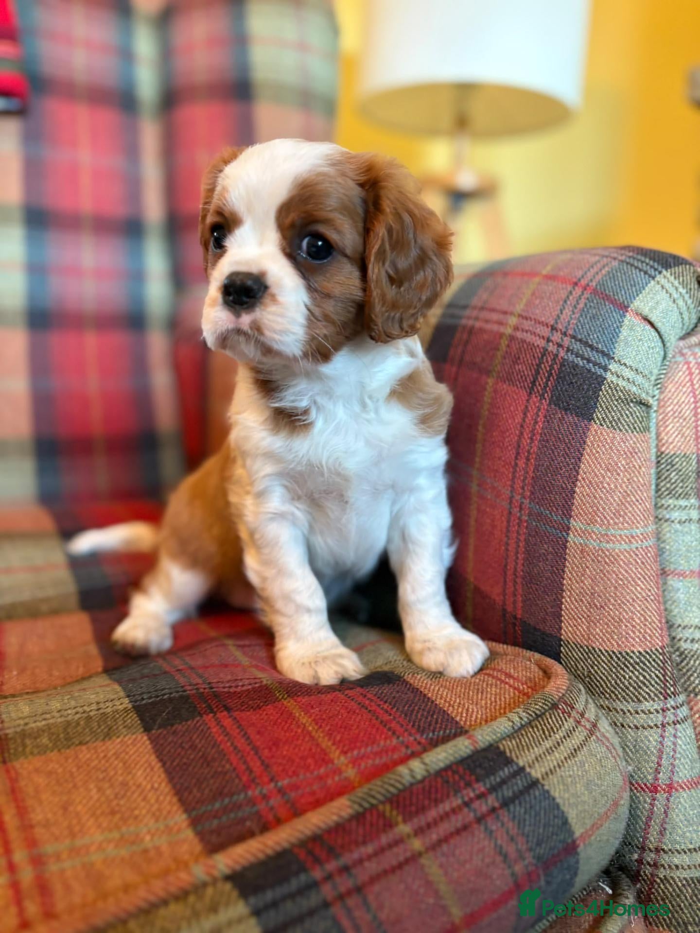 Cavalier King Charles Spaniel dogs Cavalier king Charles puppies  - Advert 2
