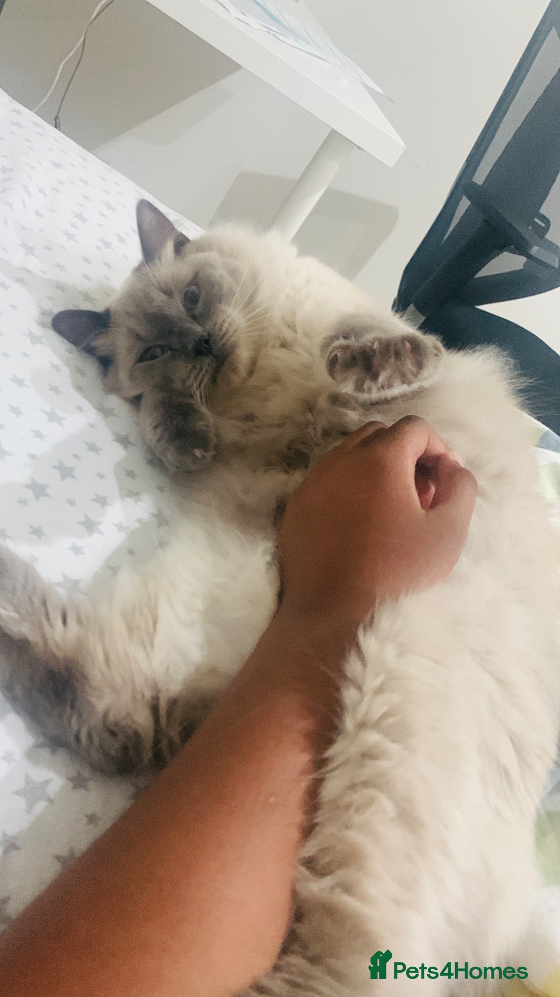 Ragdoll cats Beautiful Bonded Pair of Ragdoll Cats for Sale - Advert 1