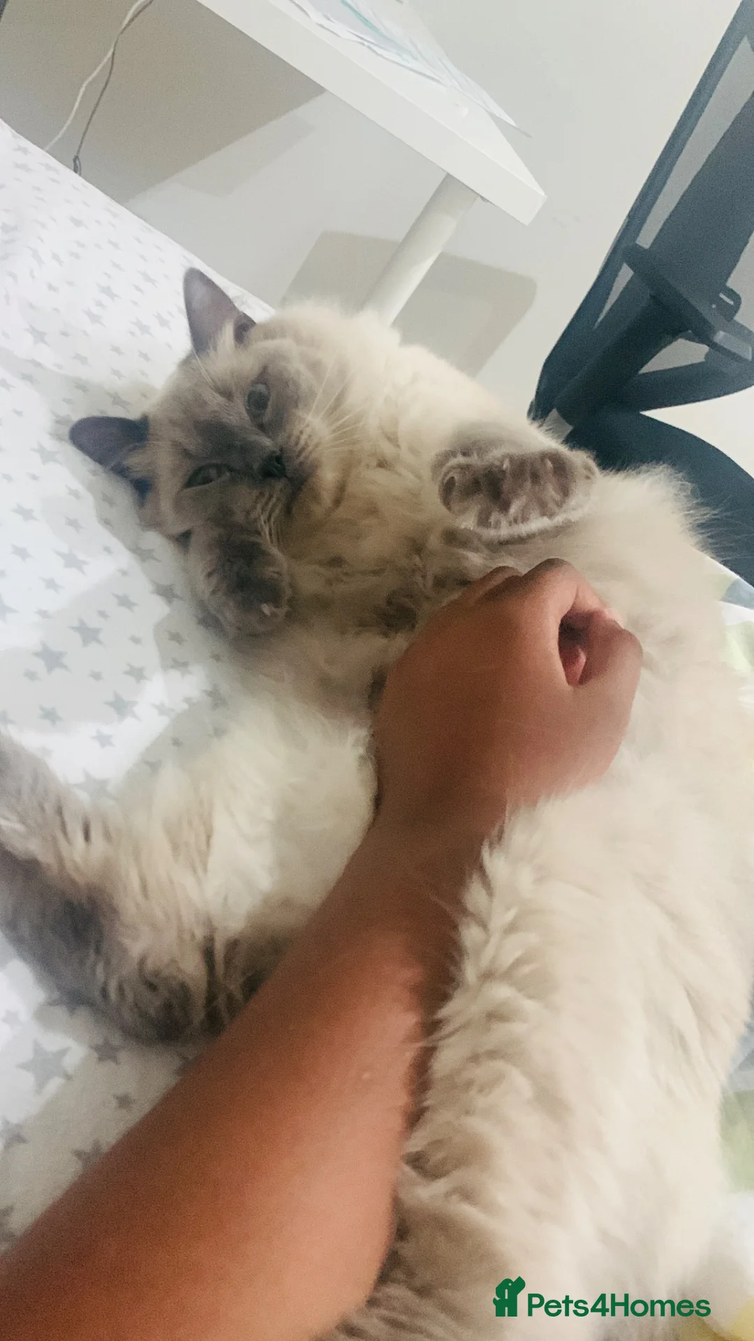 Ragdoll cats for sale: Beautiful Bonded Pair of Ragdoll Cats for Sale - Advert 1