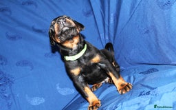 Dobermann dogs for sale: Best quality European Doberman Puppies  - Image 5