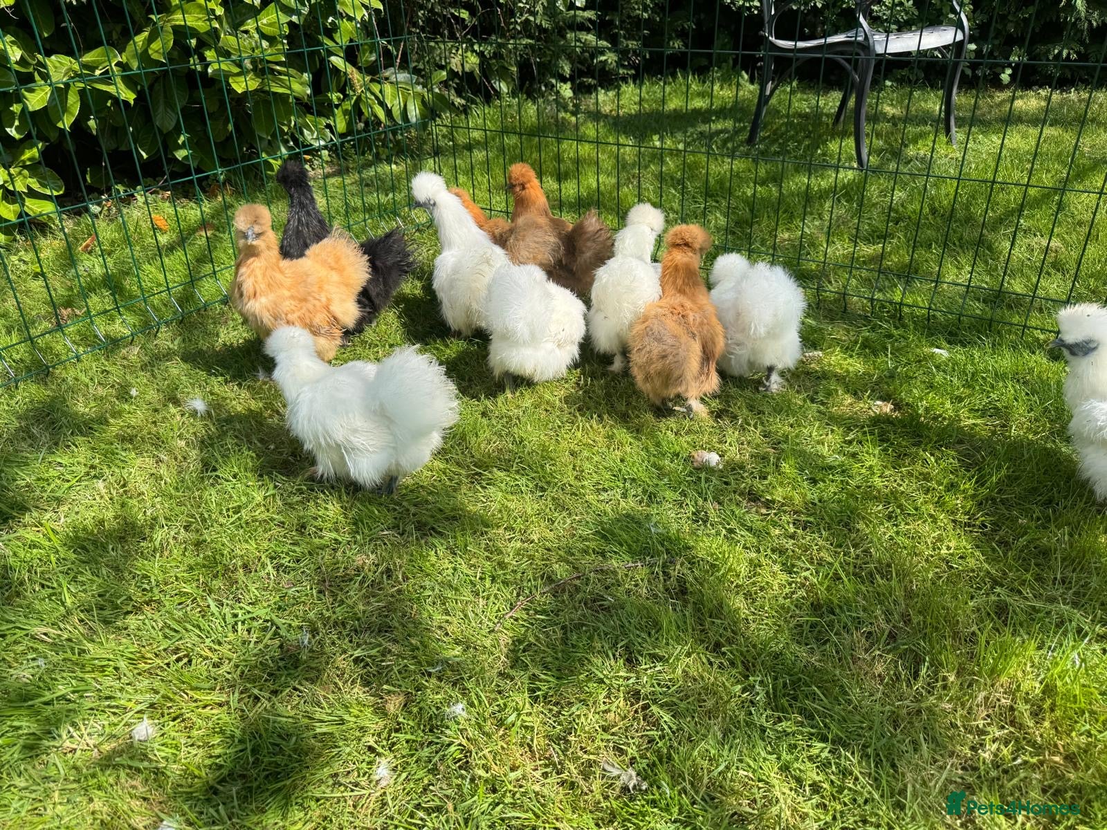 Chickens poultry for sale: Silkie hens - Advert 7
