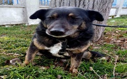 Mixed Breed dogs for adoption: LINDA - a Lovely Girl for a Loving Home - Image 3