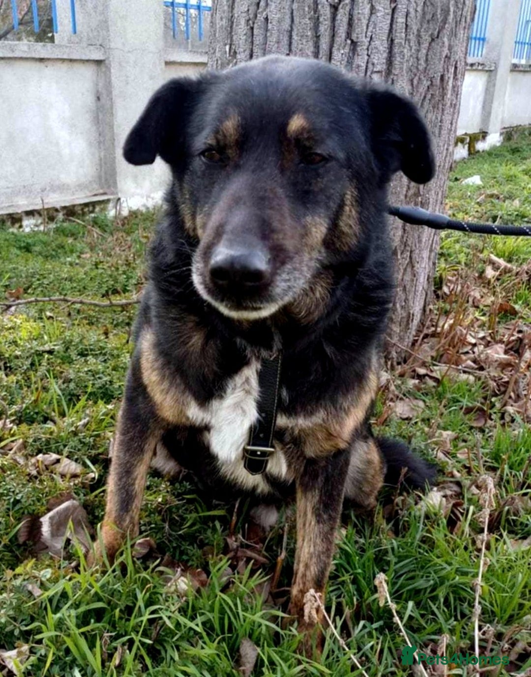 Mixed Breed dogs for adoption: LINDA - a Lovely Girl for a Loving Home - Image 3