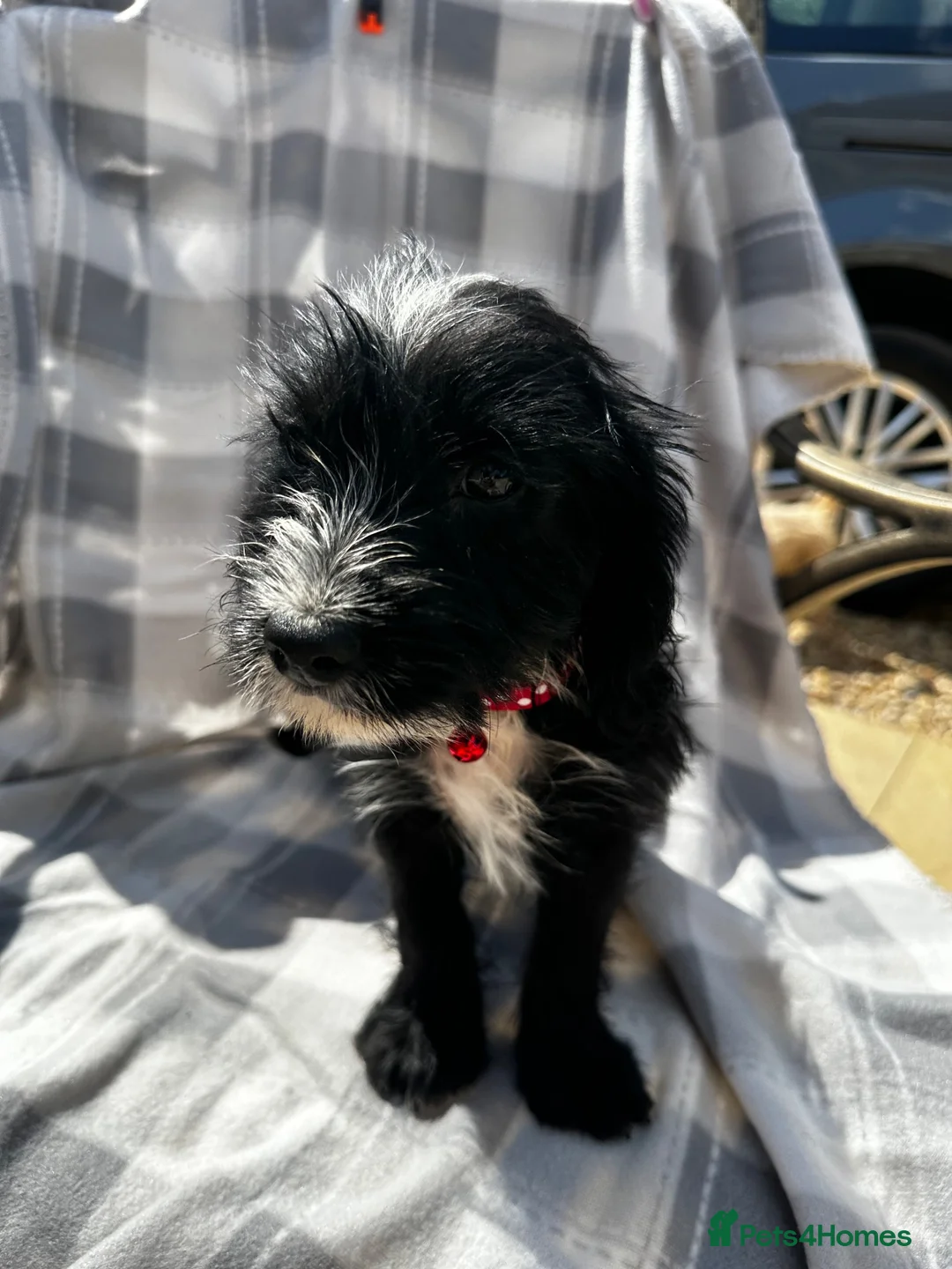 Mixed Breed dogs for sale: Jack Russell cross puppies  in Cambridge - Advert 2