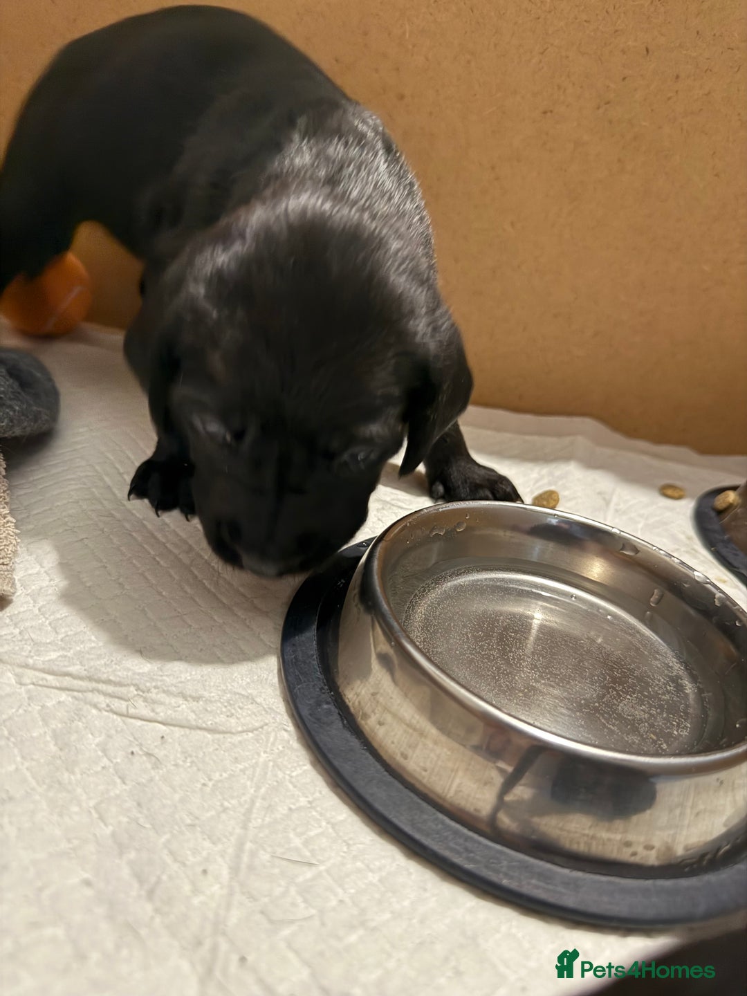 Mixed Breed dogs for sale: Weimadors - Weim/Lab mix - Beautiful puppies 1G 1B - Image 5