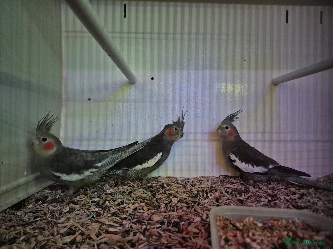 Cockatiels birds for sale: Young Cockatiels  - Image 1