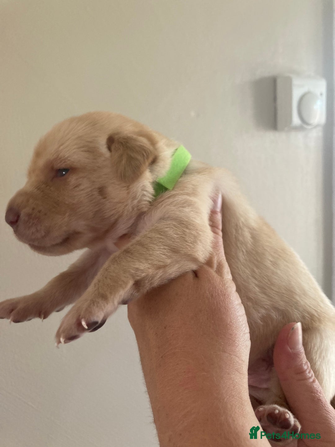 Labrador Retriever dogs for sale: LABRADOR PUPPIES - Image 15